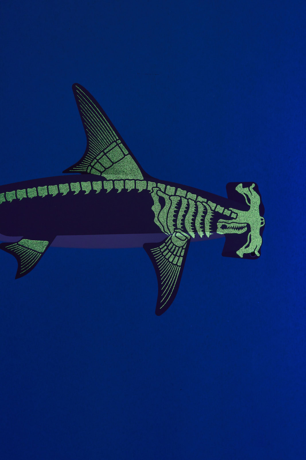 Under the Skin, Great Hammerhead Shark, 2018