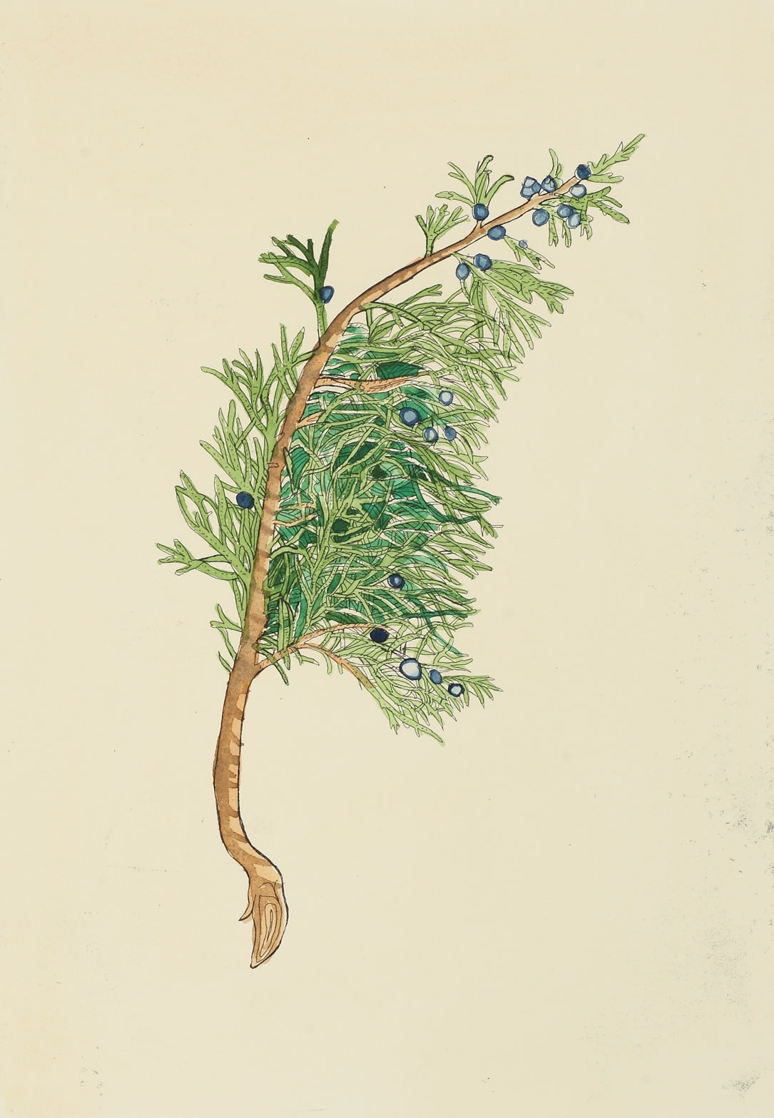 Christine Borland, Juniperus Sabina, 2002