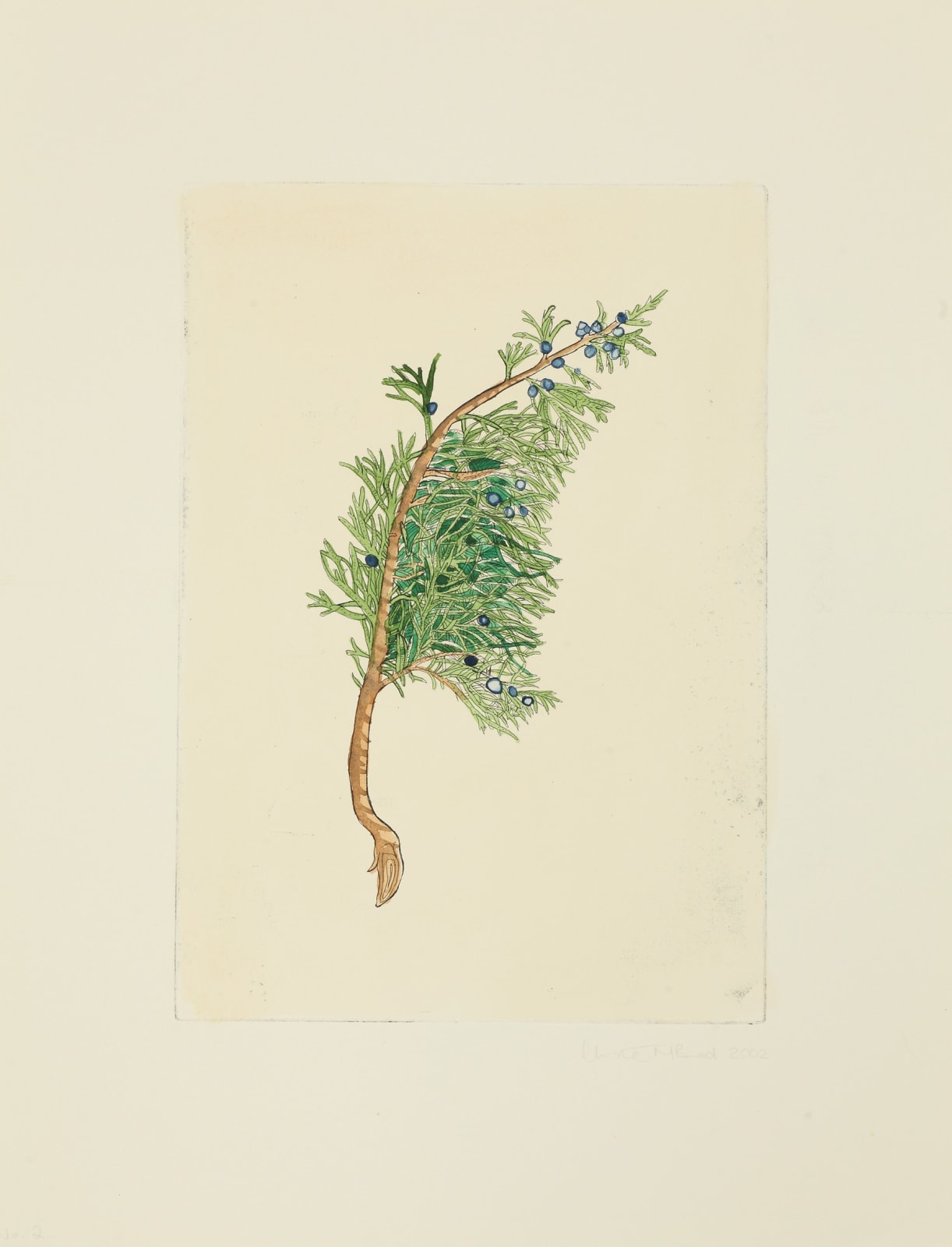 Christine Borland, Juniperus Sabina, 2002