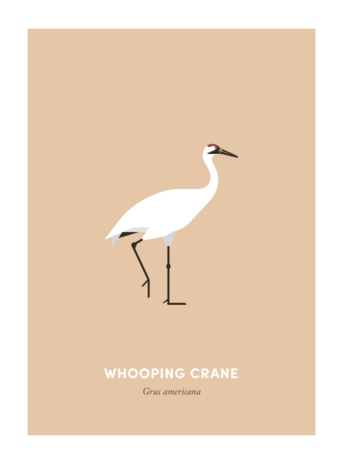 Under the Skin, Whooping Crane, 2019
