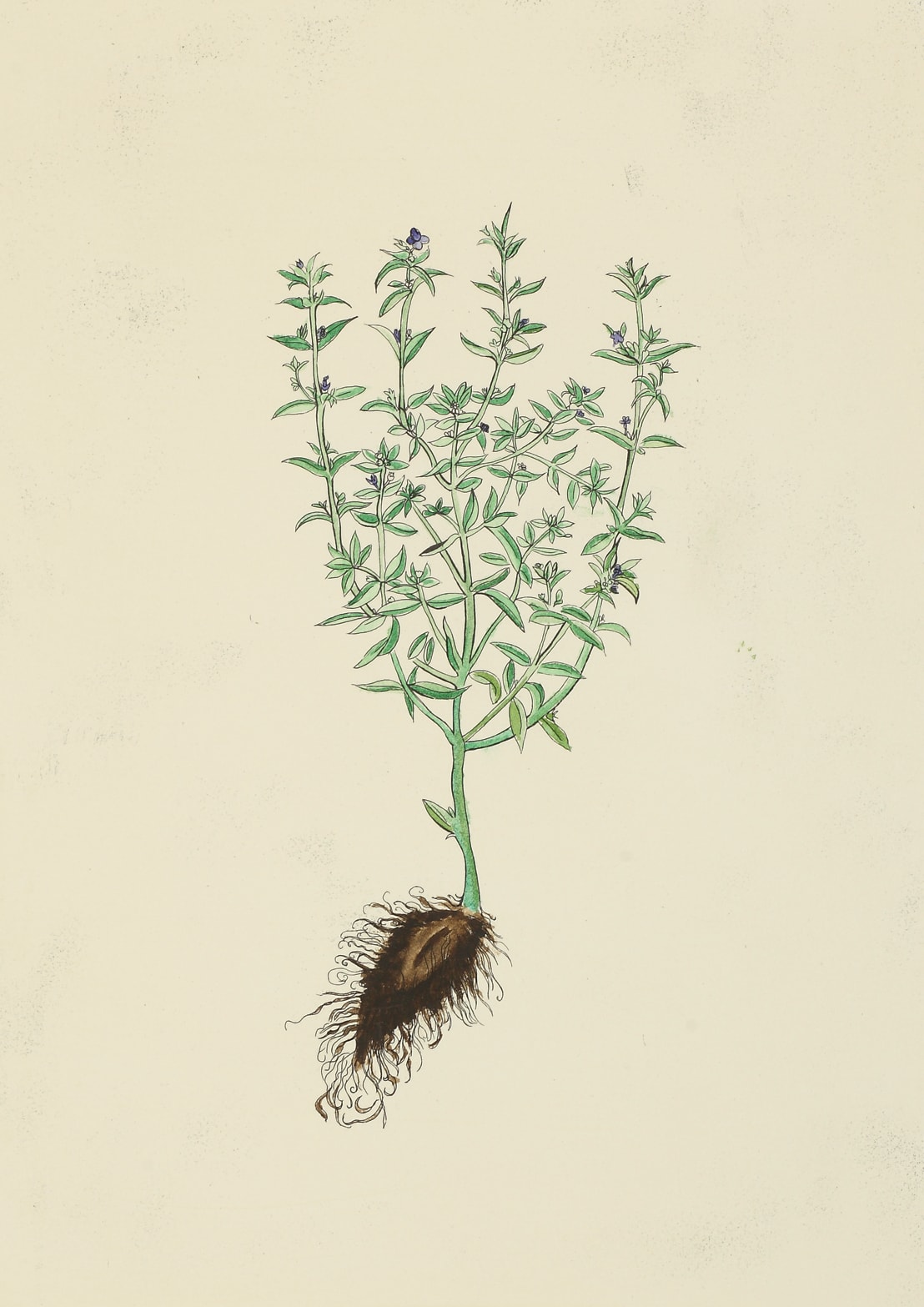 Christine Borland, Satureja Montana, 2002
