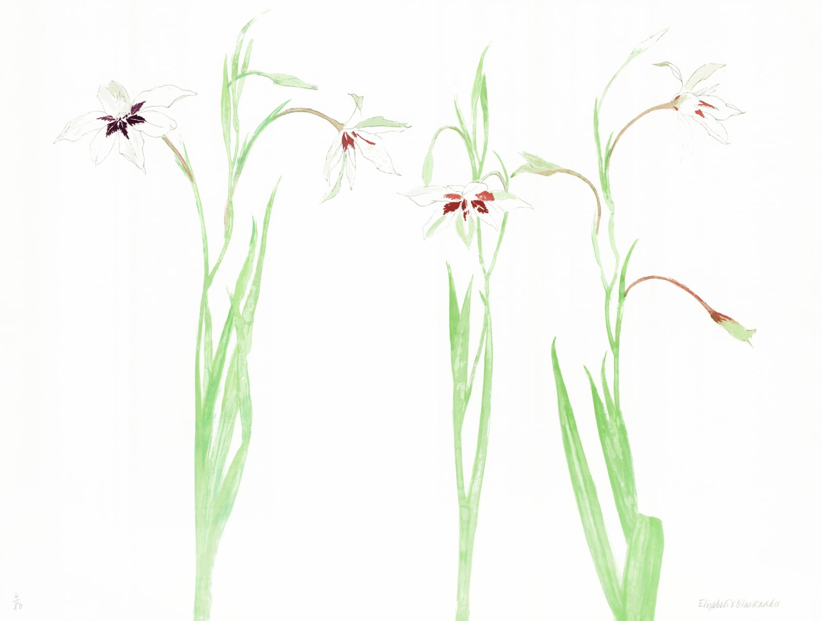 Elizabeth Blackadder, Gladioli, 2011