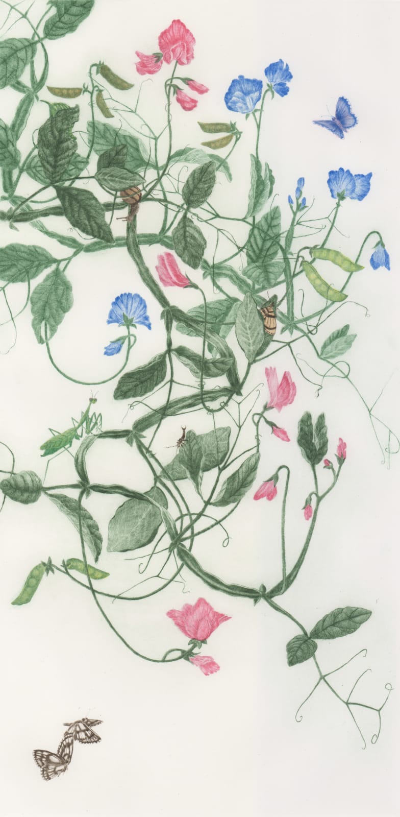 Chris Allan, Among Sweet Peas, 2020/2021