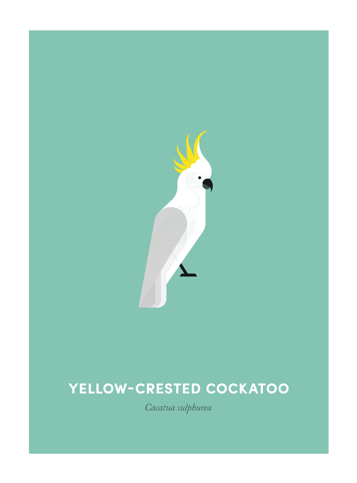 Under the Skin, Yellow-Crested Cockatoo, 2016
