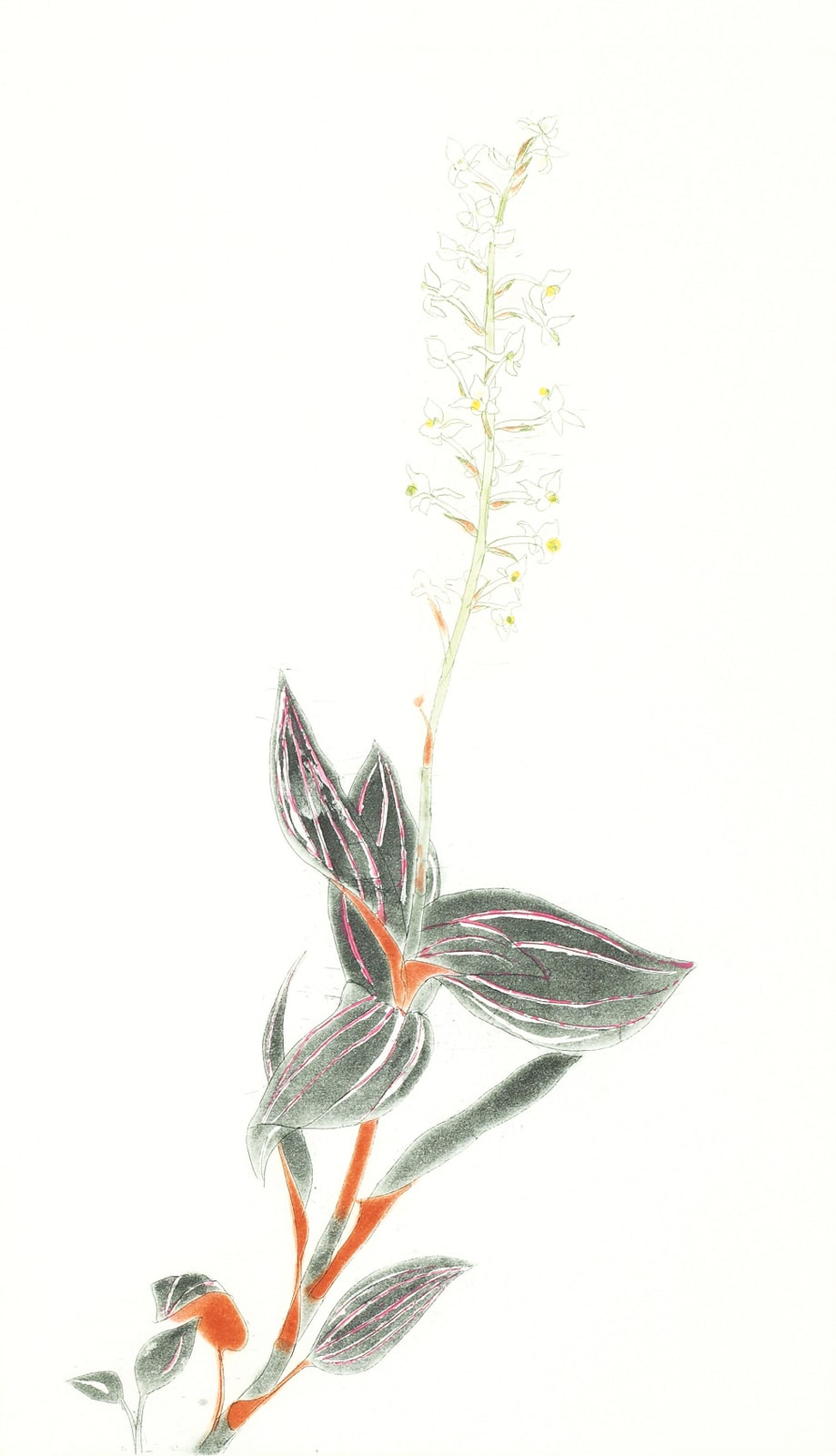 Elizabeth Blackadder, Ludisia Discolor, 'Jewel Orchid', 2008