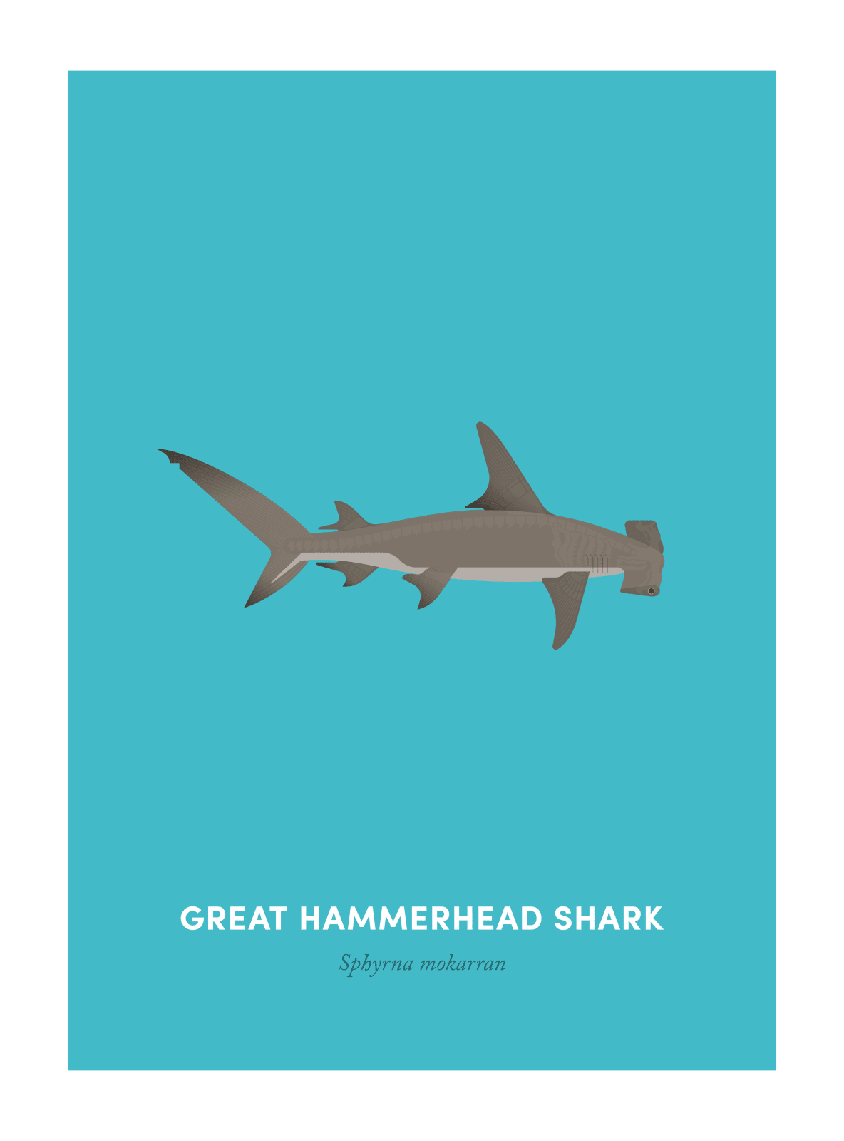 Under the Skin, Great Hammerhead Shark, 2018