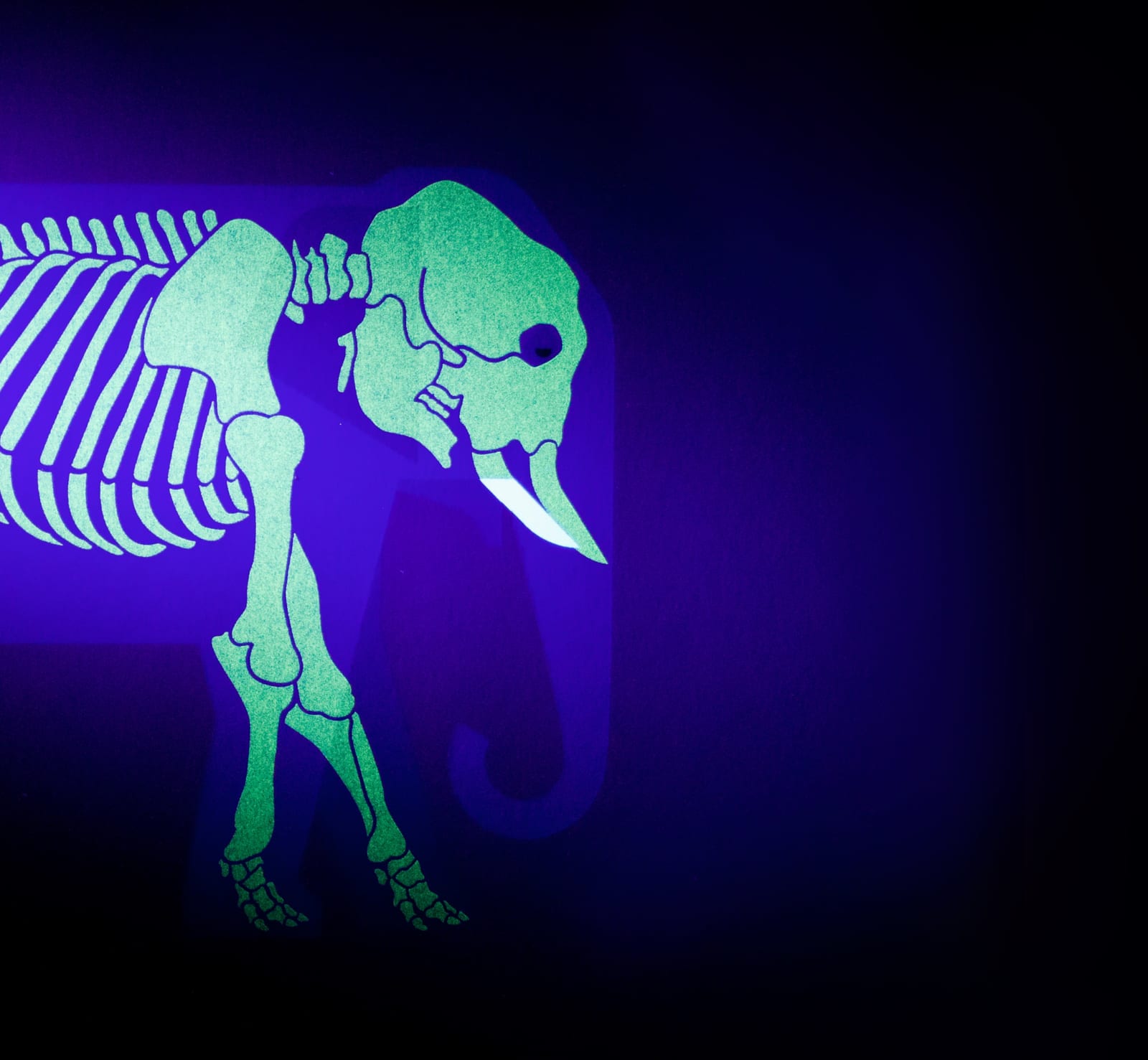 Under the Skin, Borneo Pygmy Elephant, 2018