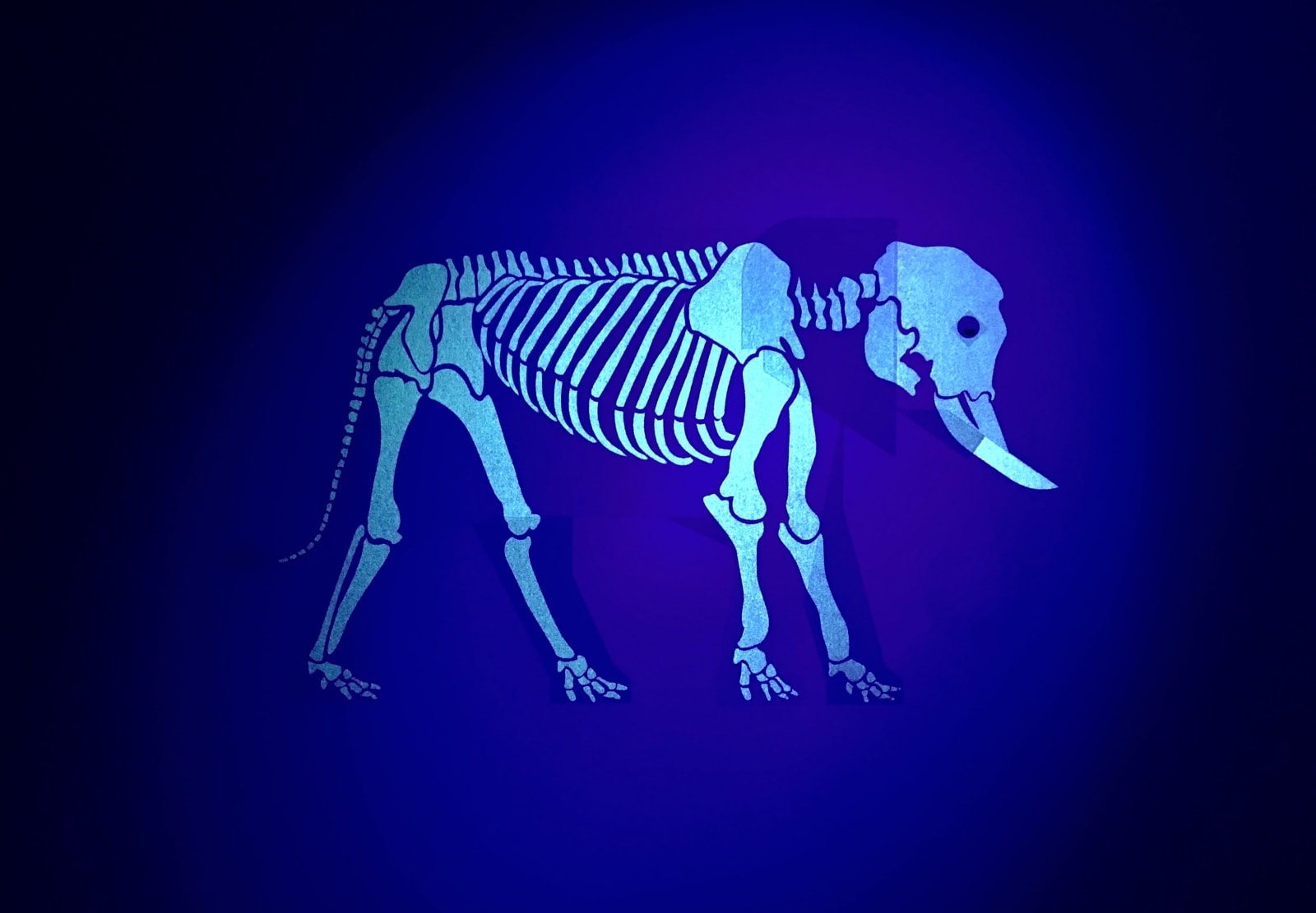 Under the Skin, African Elephant, 2015