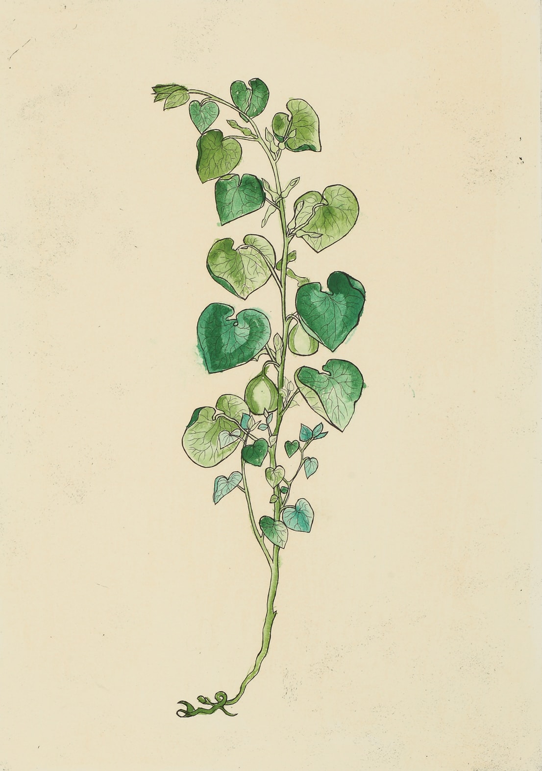 Christine Borland, Aristolochia Clematis, 2002