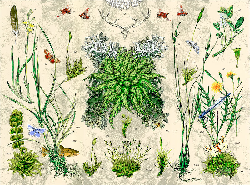 Murray Robertson, Crucible (Sphagnum Denticulatum), 2013