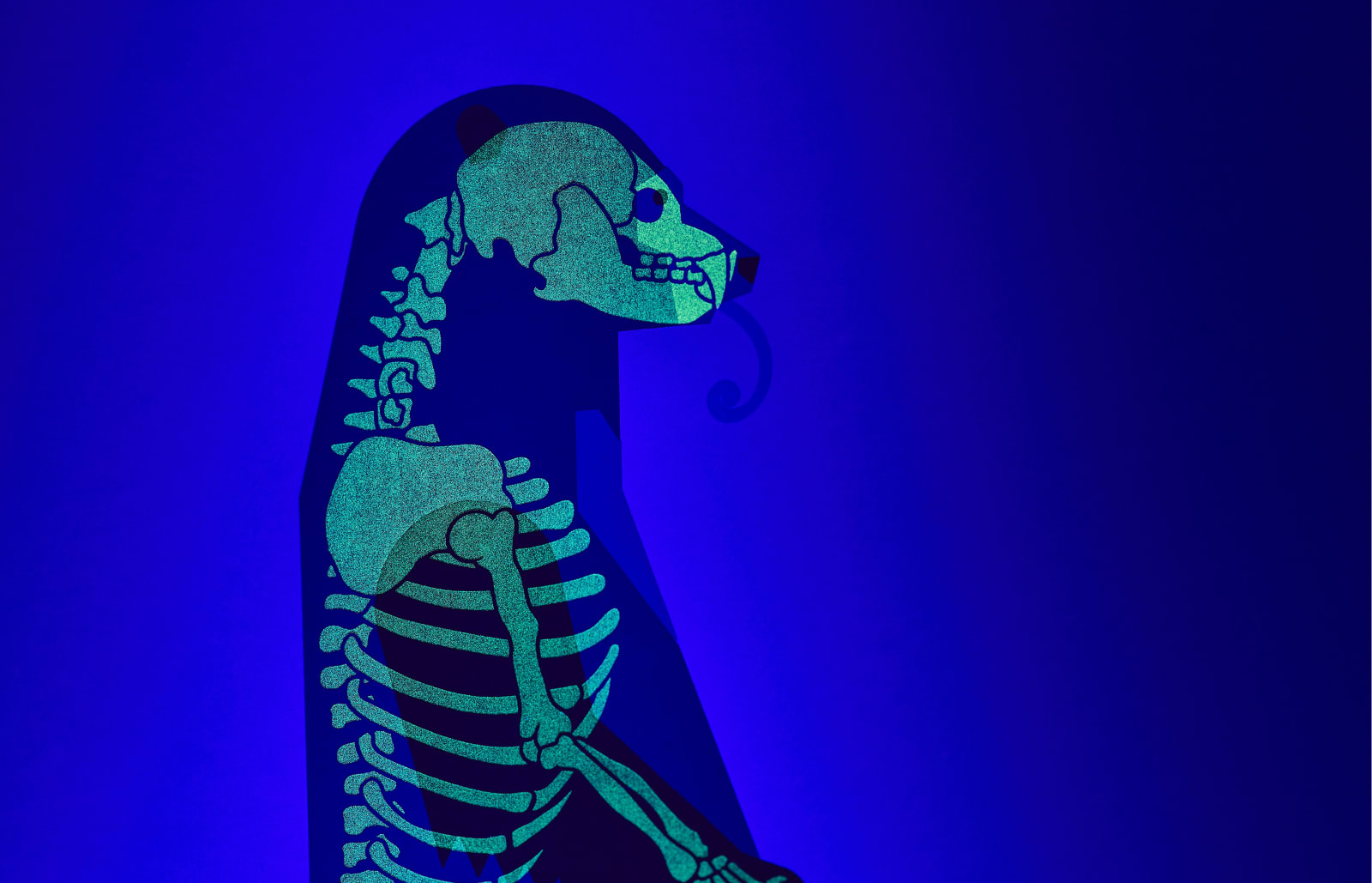 Under the Skin, Sun Bear, 2016