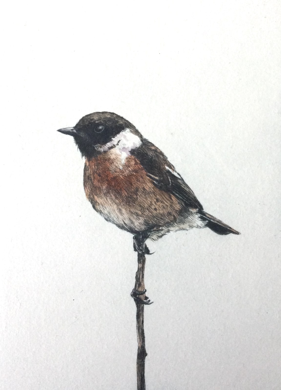 Gregory Moore, Stonechat, 2021