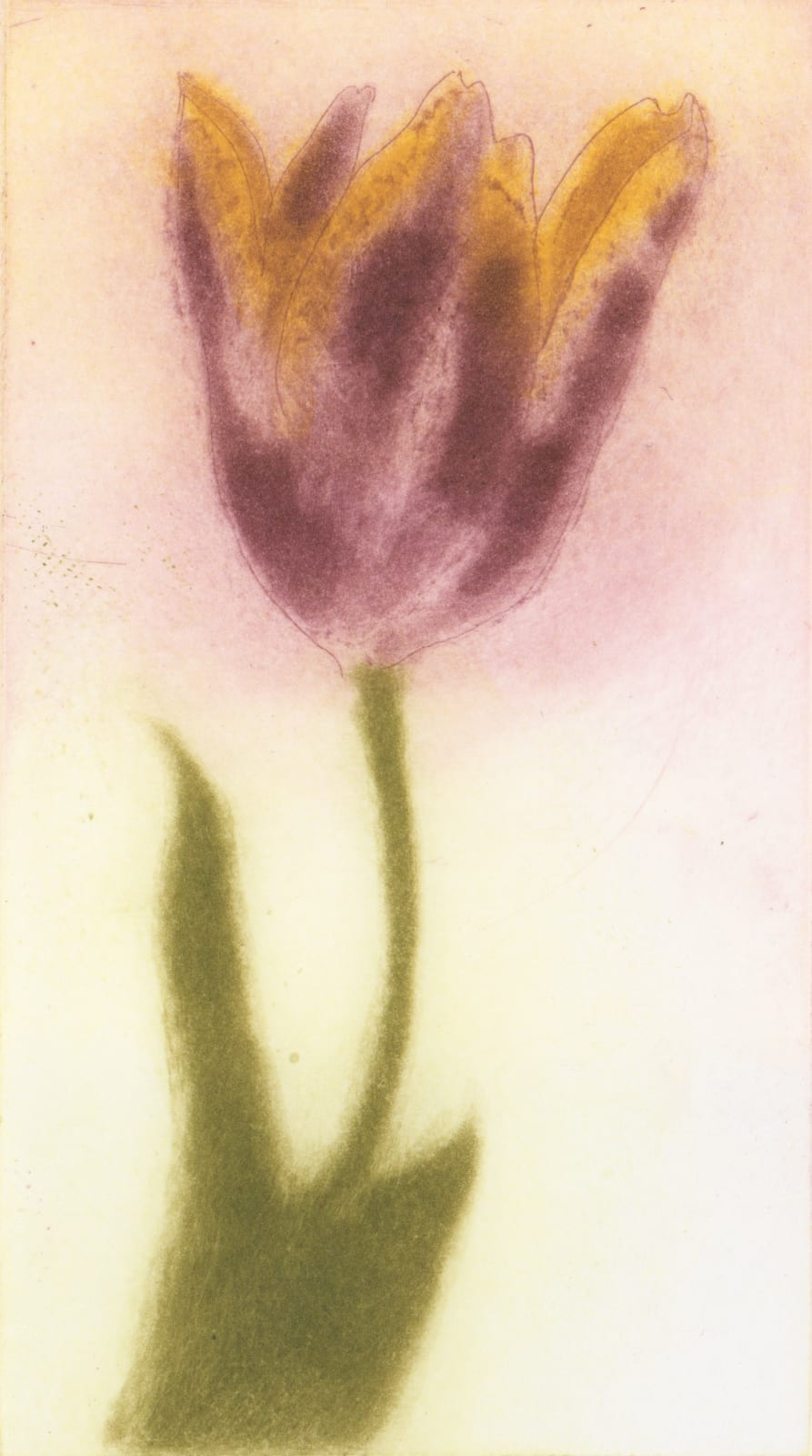 Elizabeth Blackadder, Abu Hassan Tulip, 2001