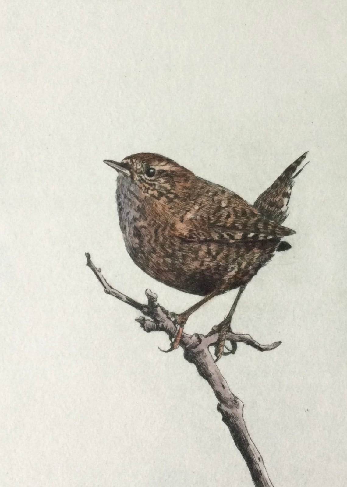 Gregory Moore, Wren, 2021