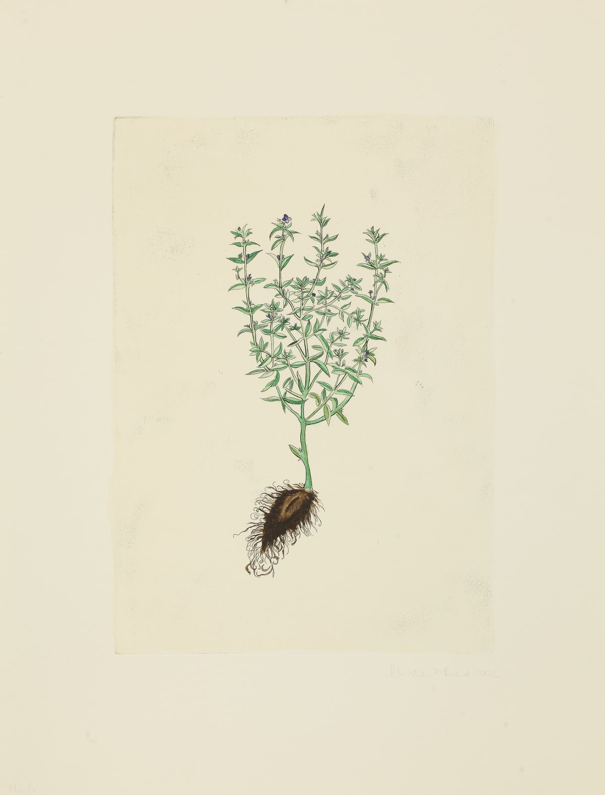 Christine Borland, Satureja Montana, 2002