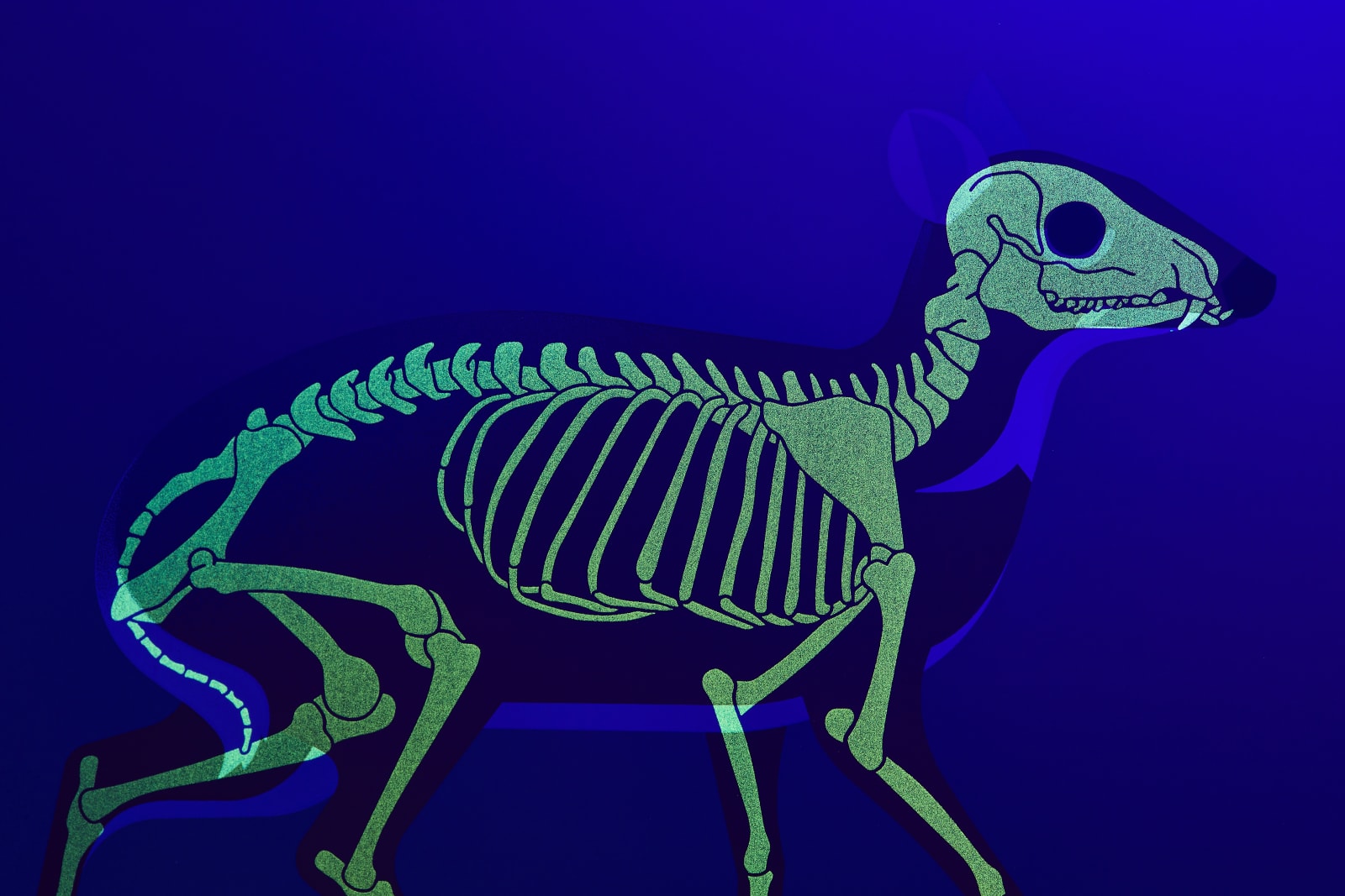 Under the Skin, Silver-Backed Chevrotain, 2019
