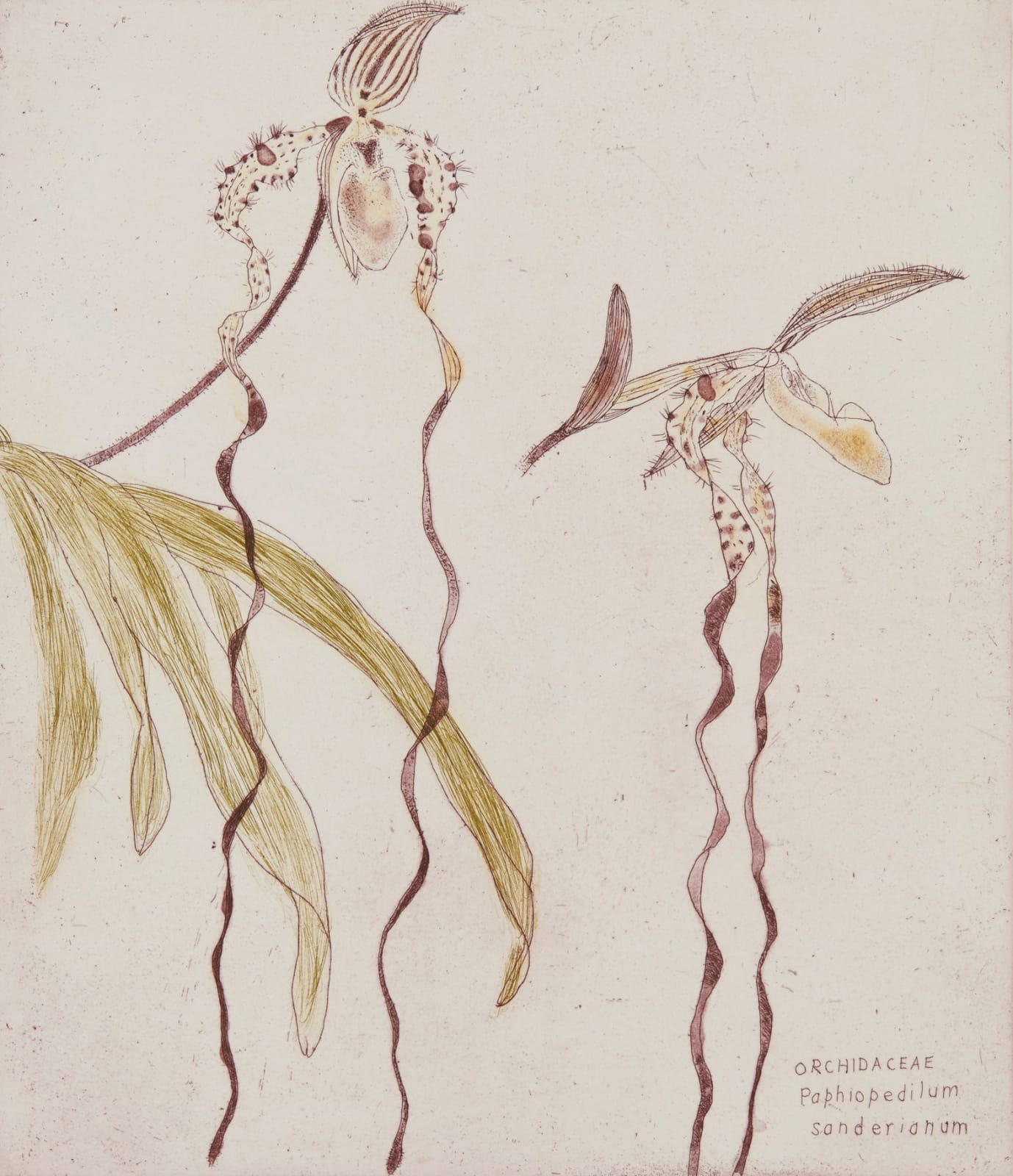 Elizabeth Blackadder, Orchidaceae Paphiopedilum Sanderianum, 1993