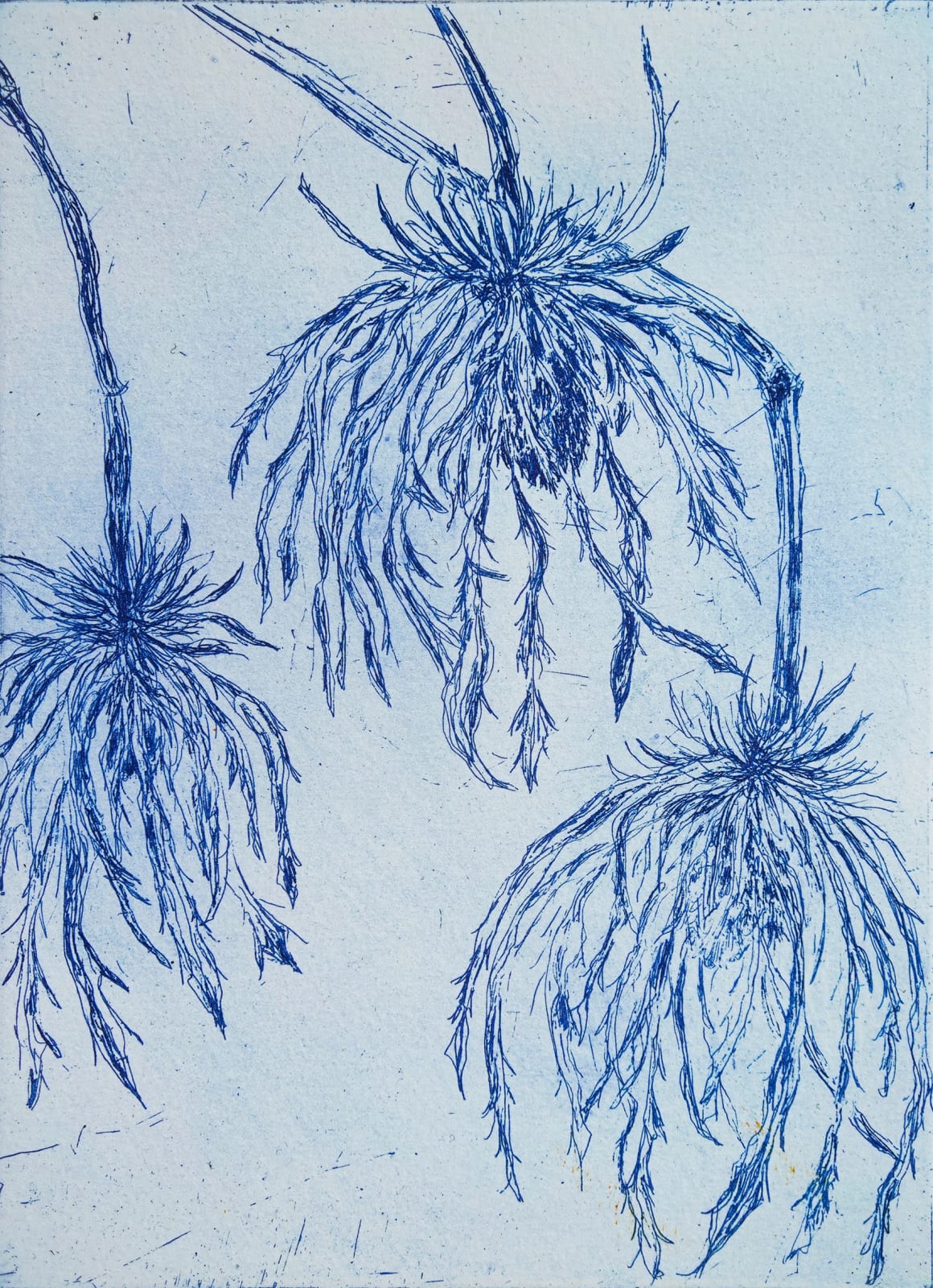Zoë Kean, Eryngium, 2024