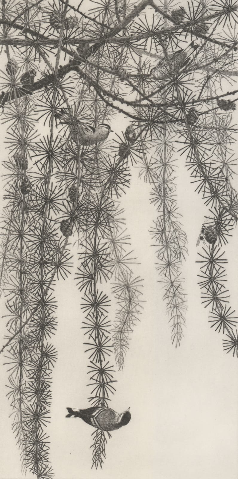 Chris Allan, Larch with Siskins: State II, 2019