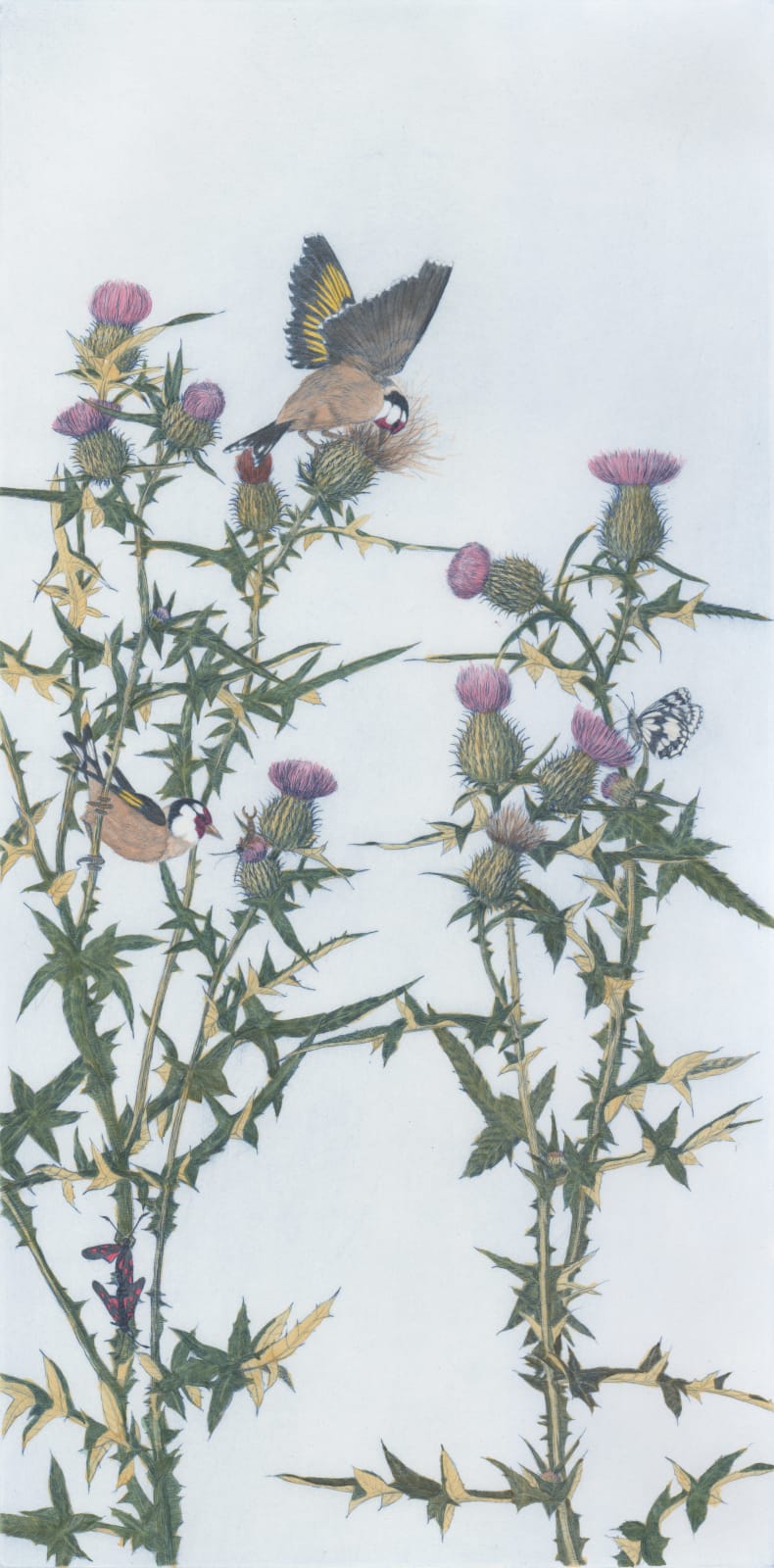 Chris Allan, Flower of Scotland: Goldfinches on Spearthistle, 2017