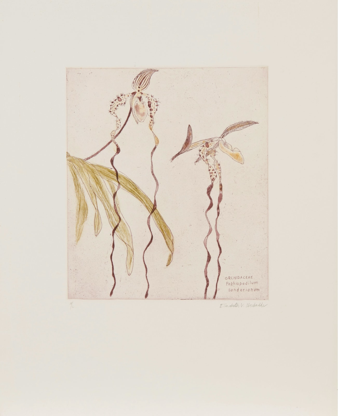Elizabeth Blackadder, Orchidaceae Paphiopedilum Sanderianum, 1993