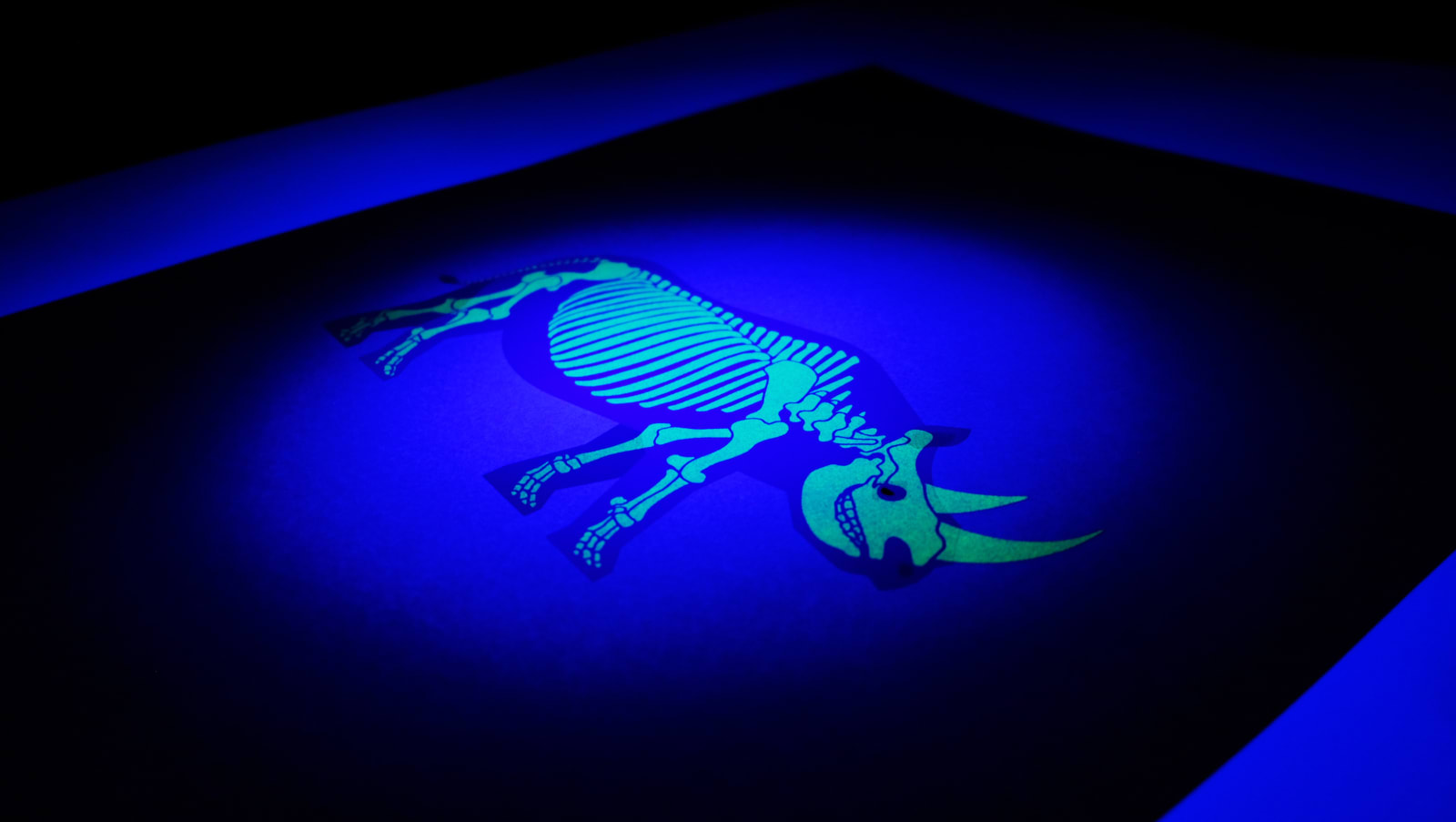 Under the Skin, Black Rhinoceros, 2021