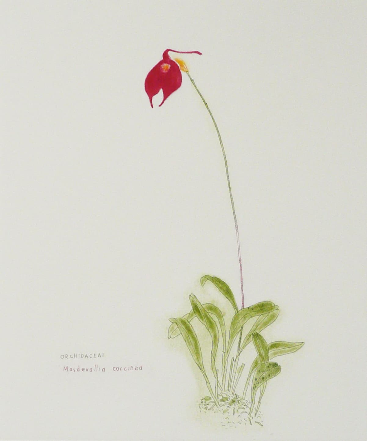 Elizabeth Blackadder, Orchidaceae Masdevallia Coccinea, 1993