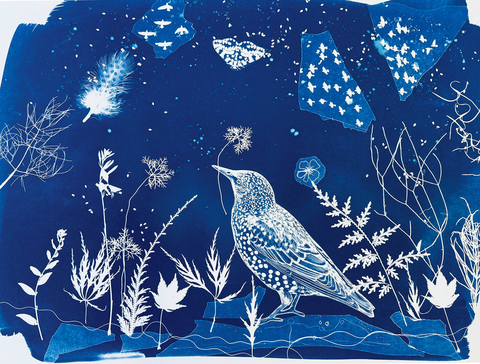 Fiona Watson, Starling Starlight, 2024