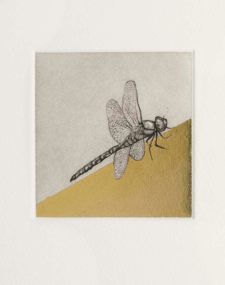Guy Allen, Dragonfly