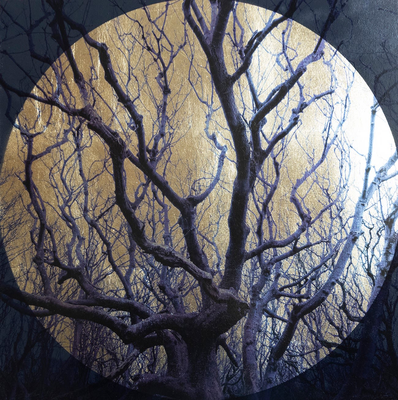 Robert Pereira Hind, Fagus Sylvatica