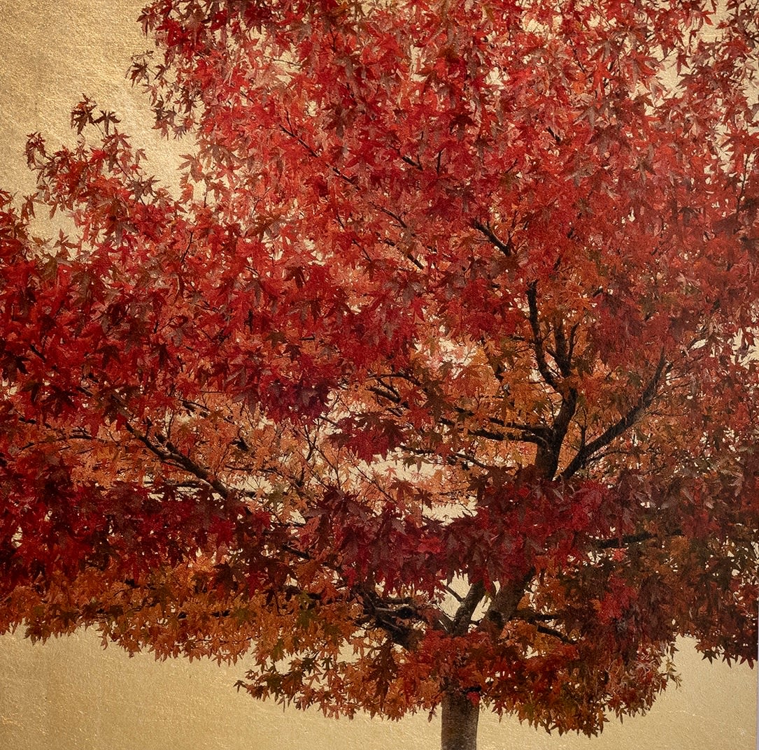 Robert Pereira Hind, Acer Triflorum