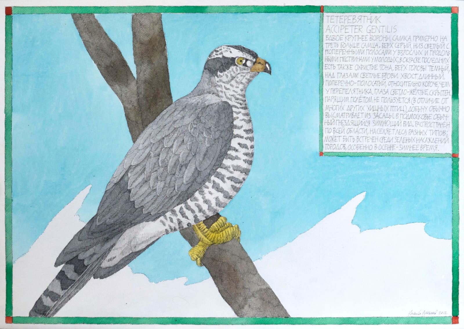 Nikita Alekseev, GOSHAWK • ТЕТЕРЕВЯТНИК, 2012