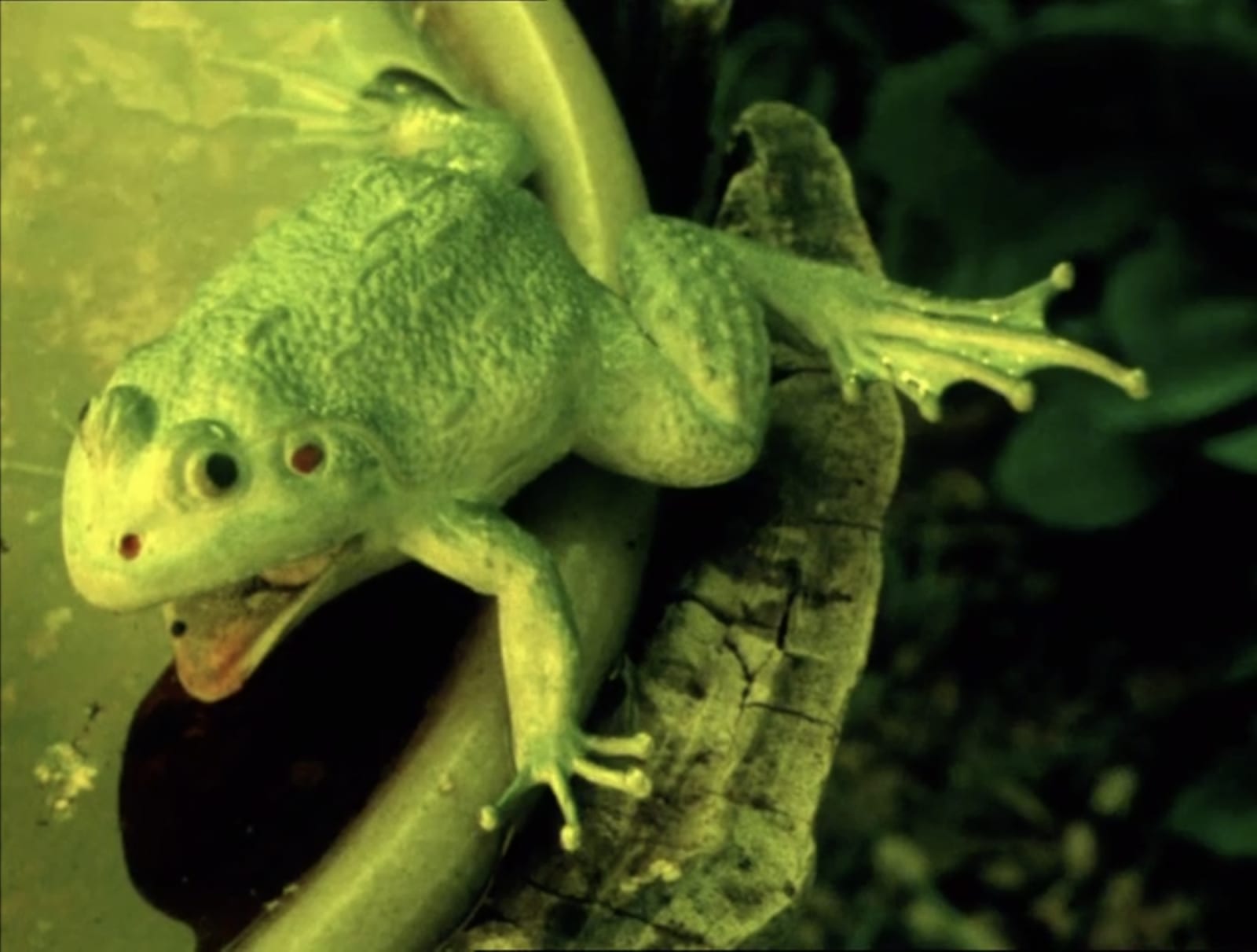 Rosalind Nashashibi, Footnote (video still), 2007