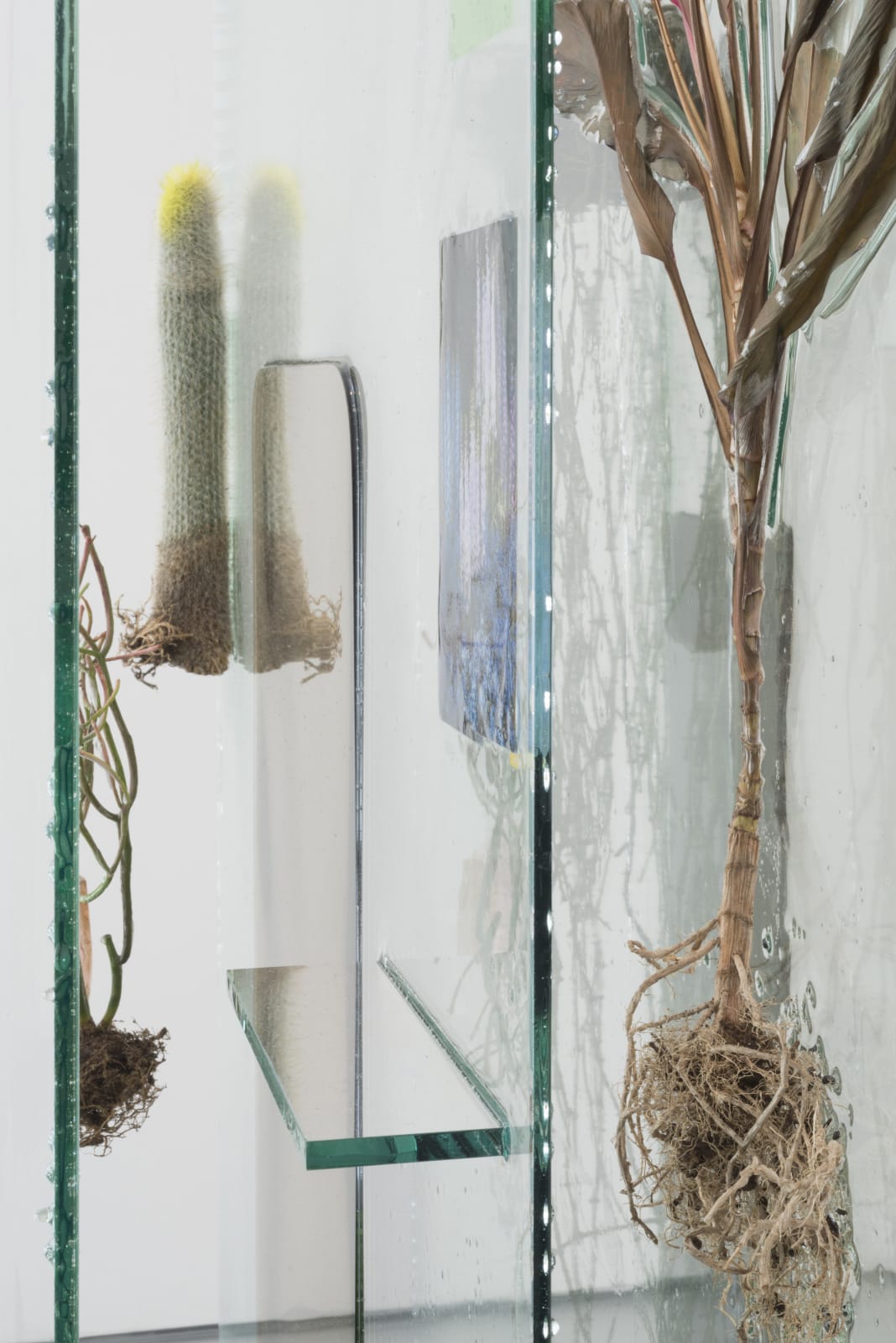 Heidi Norton, The Museum Archive (dedicated to Edward Steichen's Delphiniums, MOMA 1936, Version 3, 2020