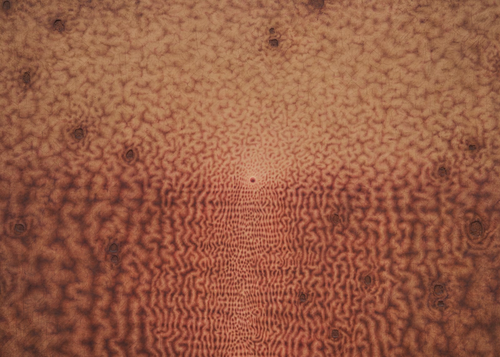 Anders Davidsen, flowering acrid, 2024