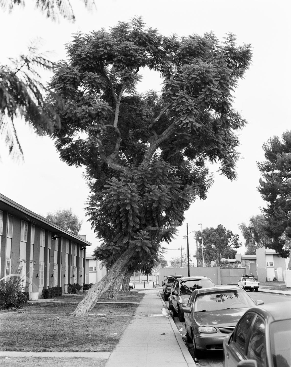 Dana Lixenberg, Untitled V, 2013