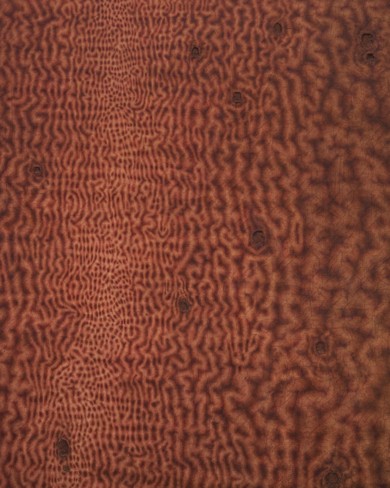 Anders Davidsen, flowering acrid, 2024