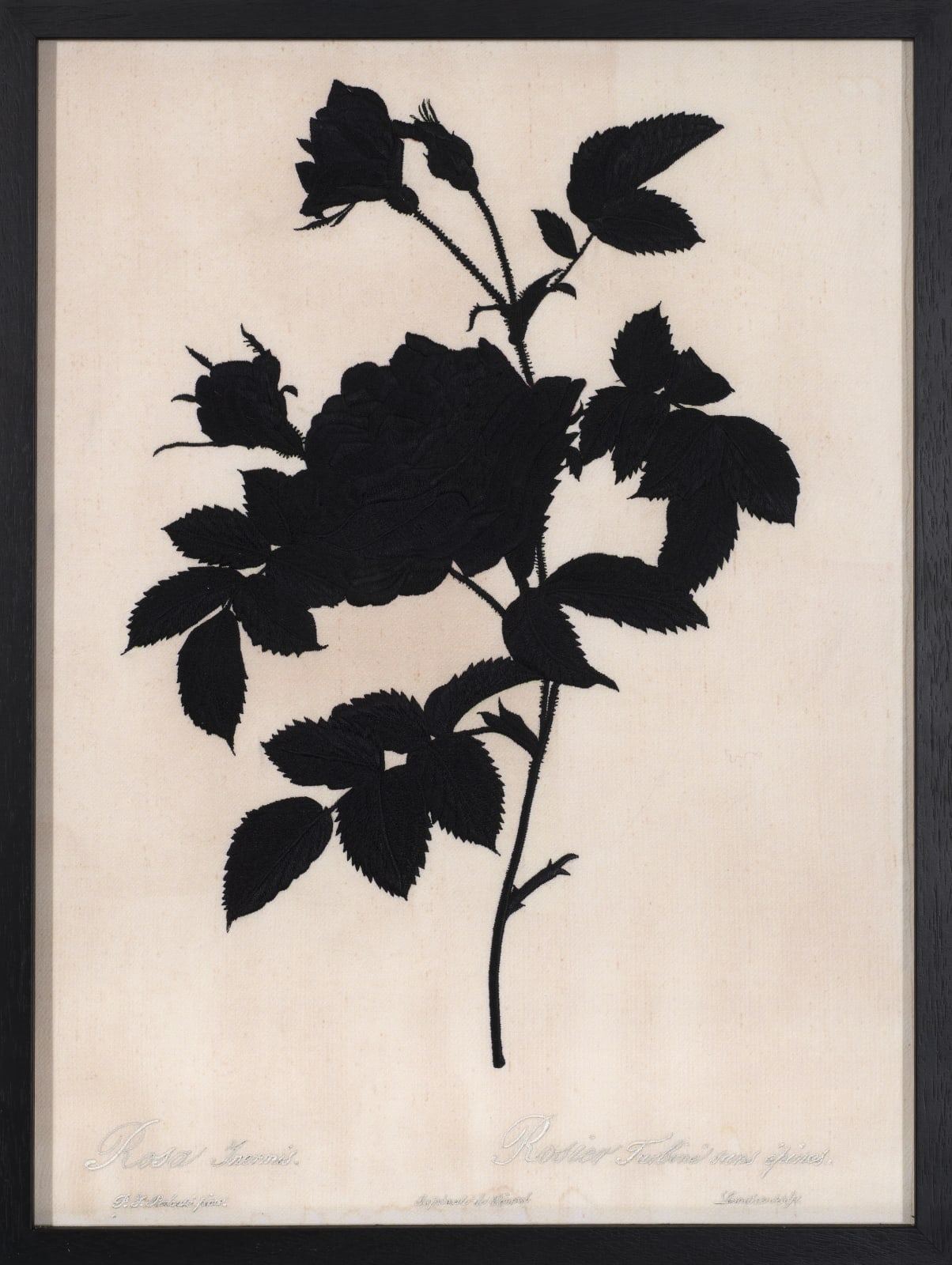 David Alesworth, Dark Rosa Inermis, 2021