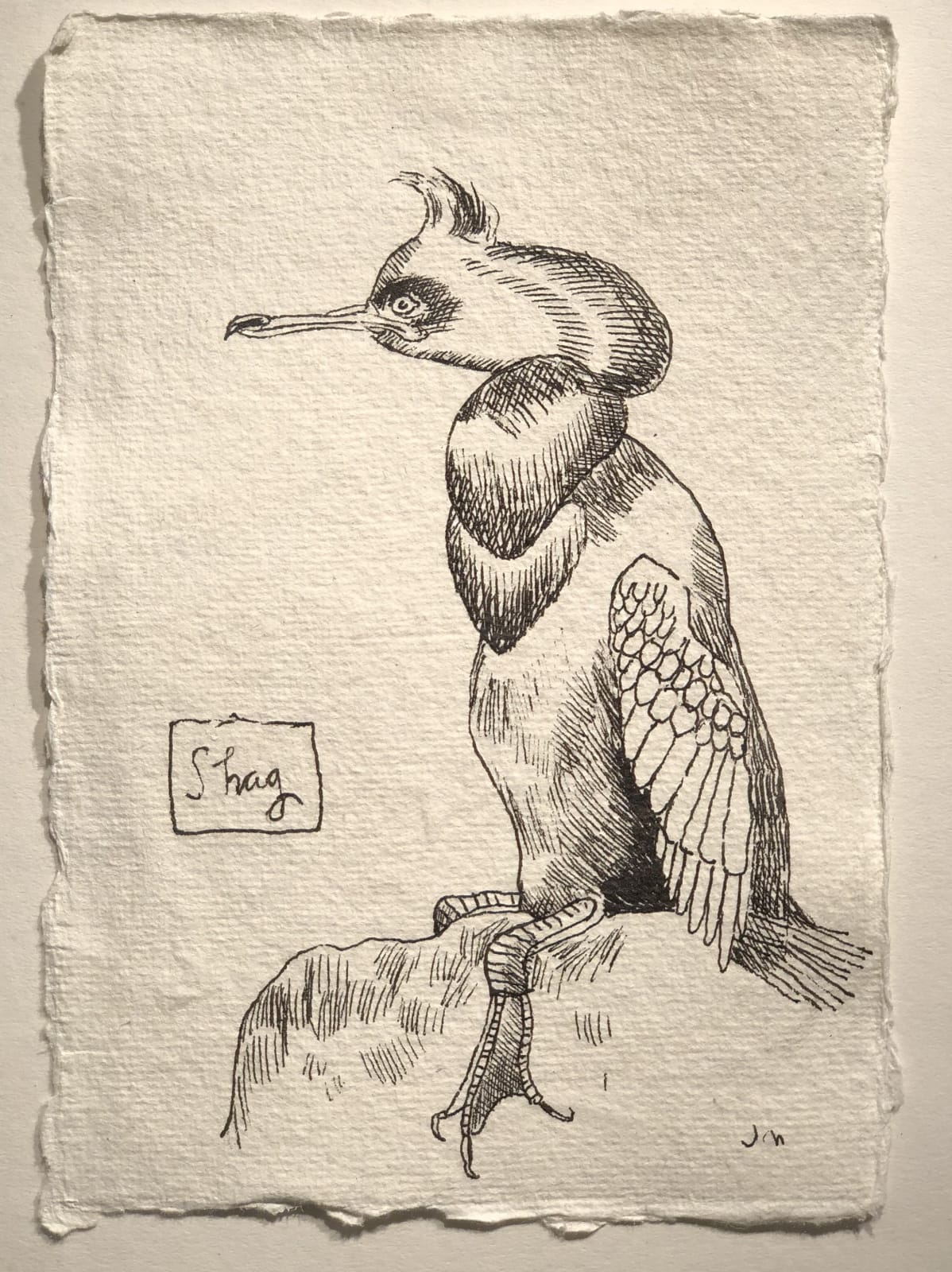 Jim Moir, Shag, 2018
