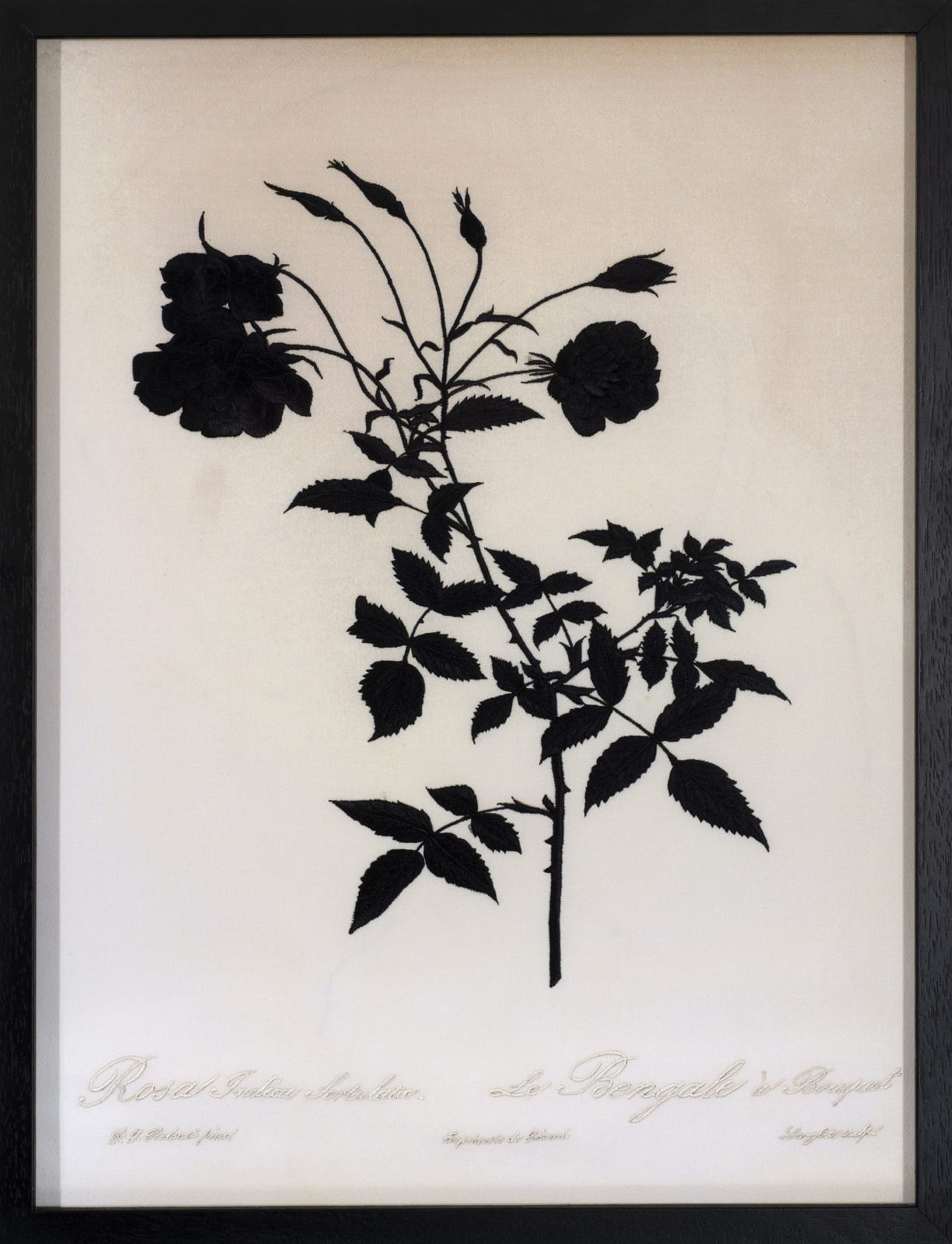 David Alesworth, Dark Rosa indica Sirtulata (Bengal), 2021