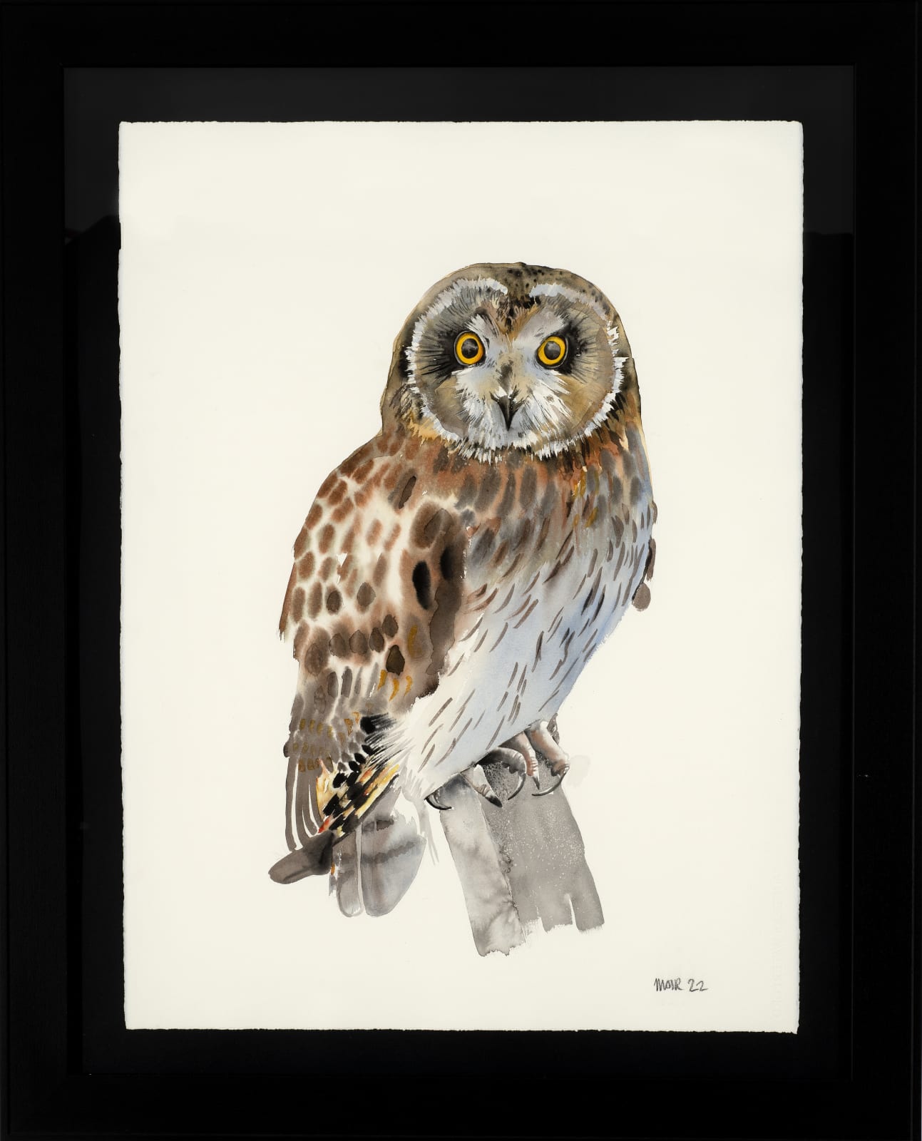 Jim Moir, Short Eared Owl , 2022