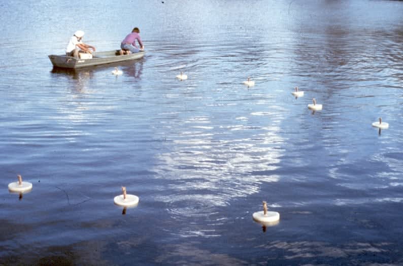 Avtarjeet Dhanjal, Fifteen Floating Flames (St. Louis, USA), 1985