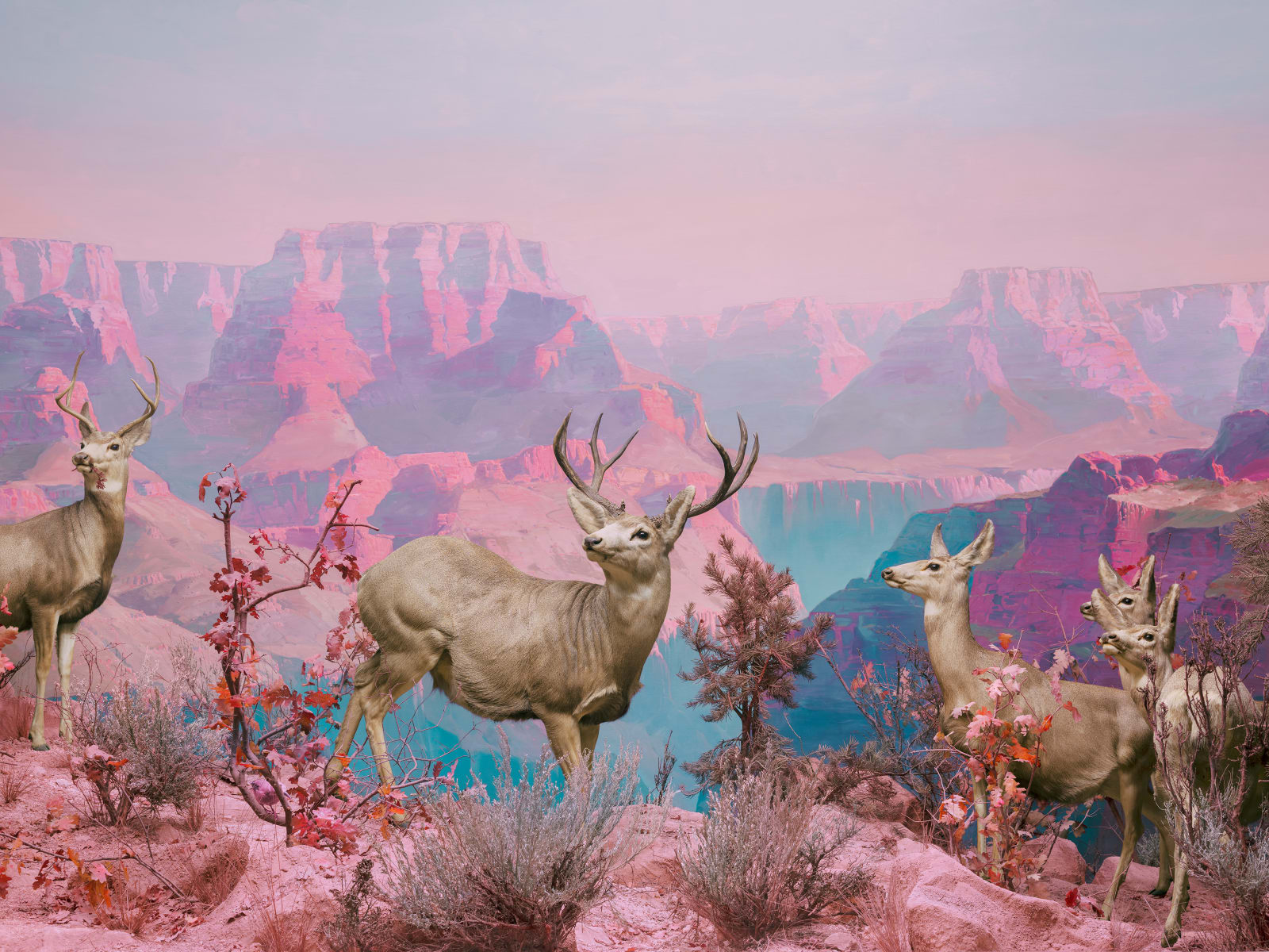 Jim Naughten, Mule Deer, 2021