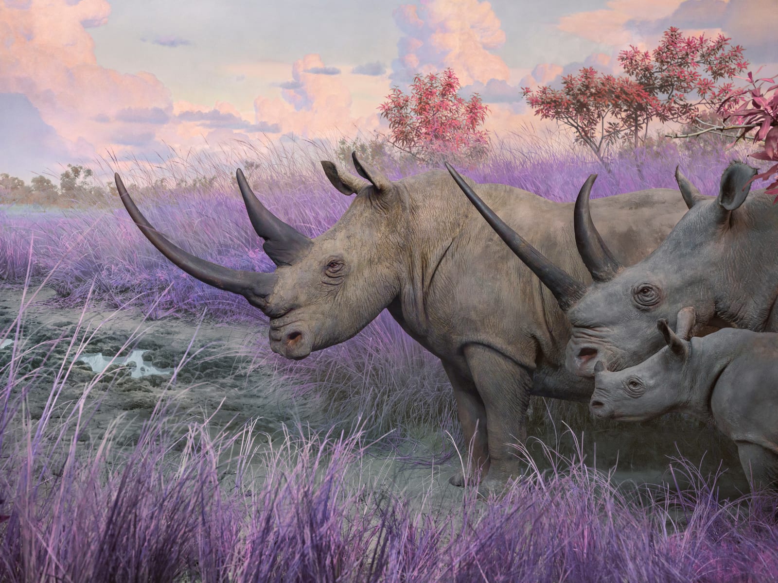 Jim Naughten, Southern White Rhinos, 2021
