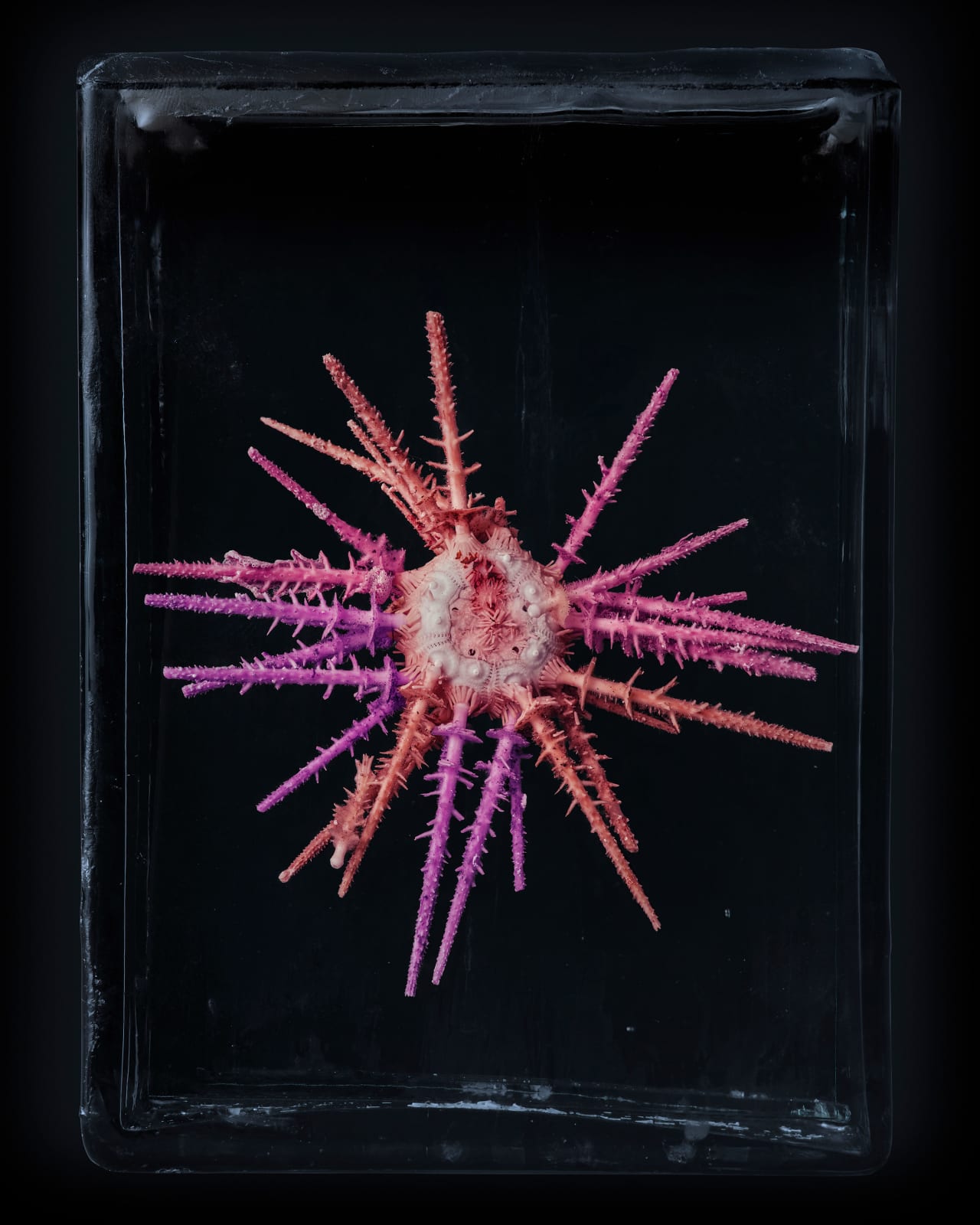 Jim Naughten, Sea Urchin, 2021
