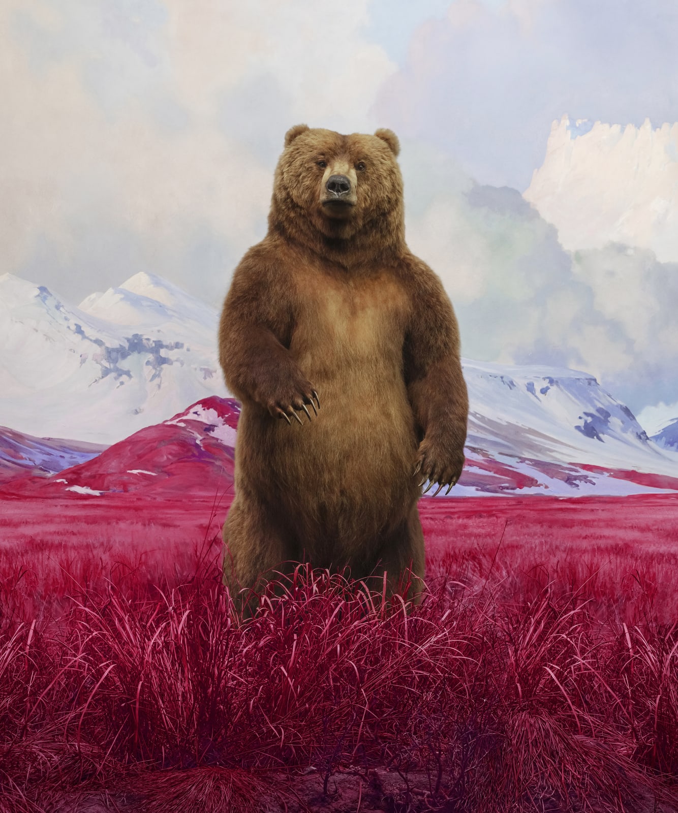 Jim Naughten, Bear, 2021
