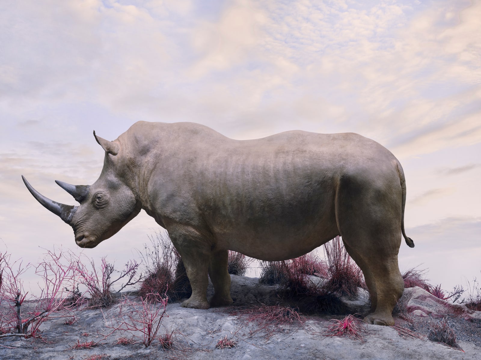 Jim Naughten, White Rhino, 2021