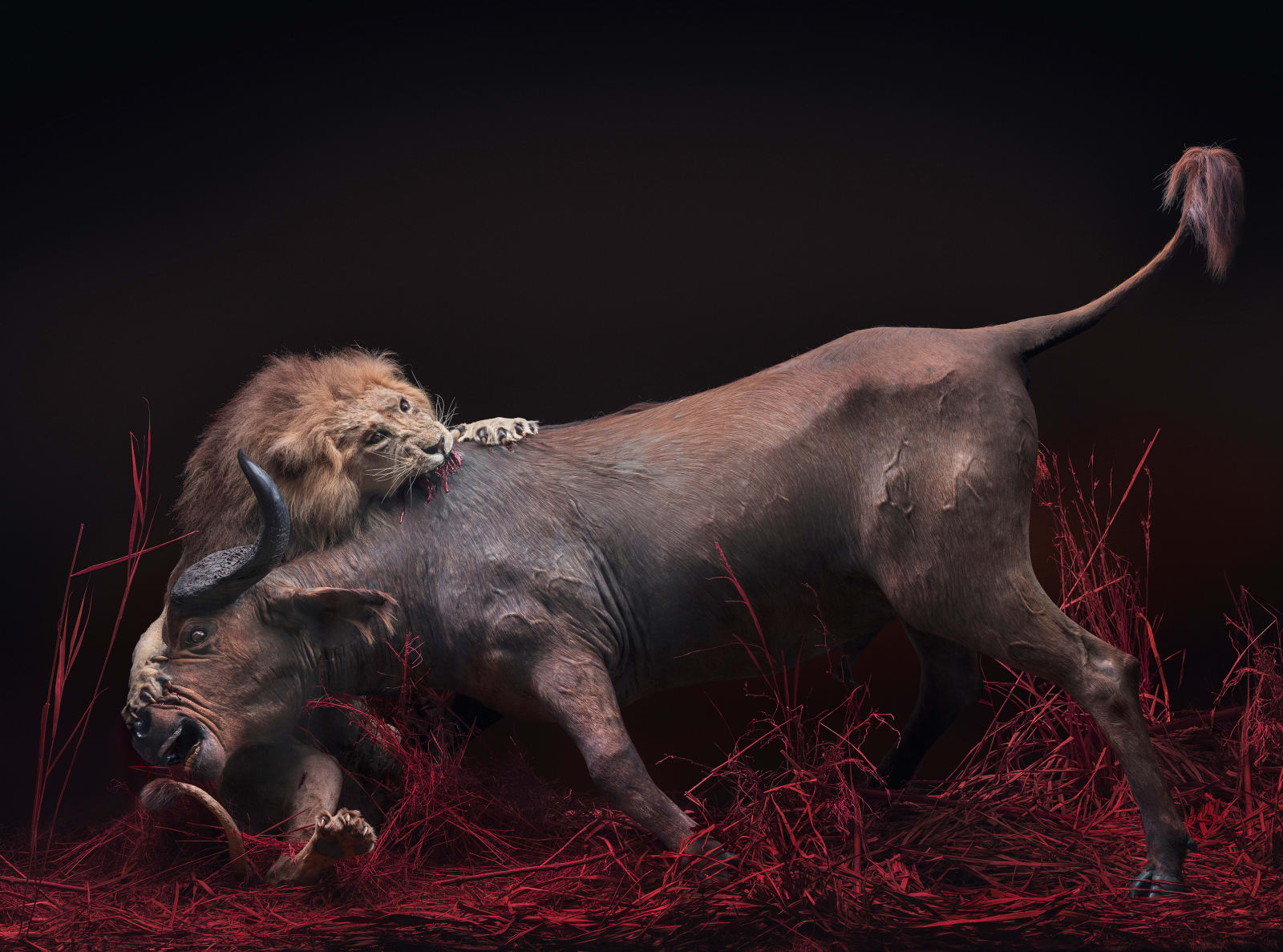 Jim Naughten, Lion and Buffalo, 2021