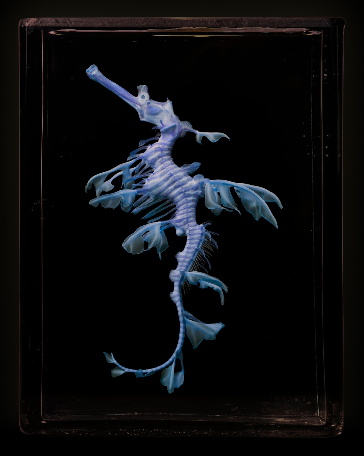 Jim Naughten, Sea Dragon, 2021