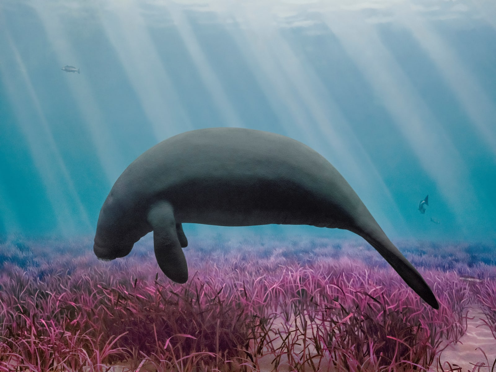 Jim Naughten, Manatee, 2021